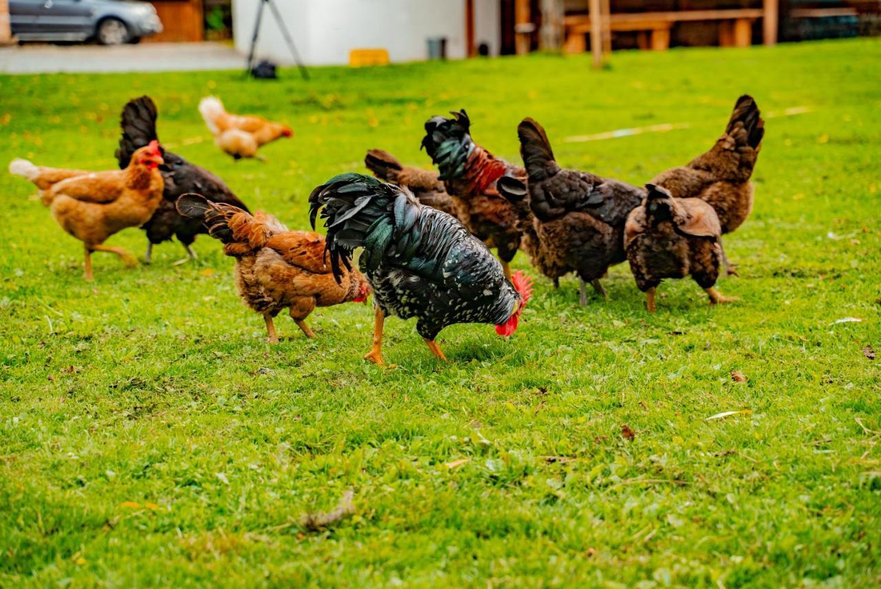 Farma Zelena Ruza Villa Klacno Ngoại thất bức ảnh